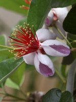 Guava.jpg