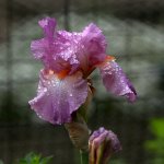 Iris.jpg