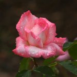 Rose.jpg