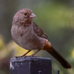 Towhee2.jpg