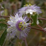 Passiflora.jpg