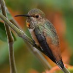 Hummer10_2019_04_29.jpg
