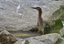 _ROY1384_00001.jpg