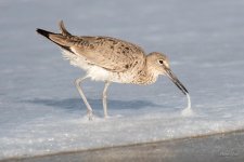 Willet-430.jpg