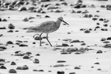 WilletBW-400.jpg