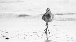 WilletBW-401.jpg