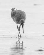 WilletBW-403.jpg
