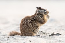 SquirrelBeach-400.jpg