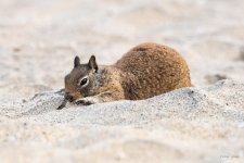 SquirrelBeach-401.jpg