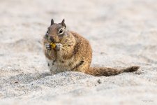 SquirrelBeach-402.jpg