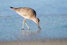 Willet-450.jpg