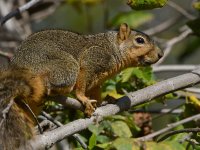 Squirrel.jpg