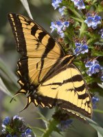 Swallowtail5.jpg