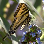 Swallowtail3.jpg