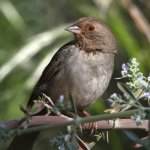 Towhee.jpg