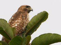 Hawk.jpg
