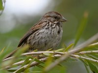 Sparrow.jpg