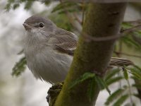 Vireo.jpg