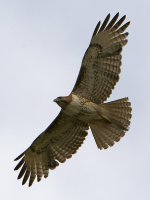 Hawk4.jpg