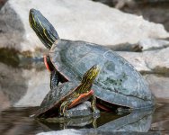Turtle-400.jpg