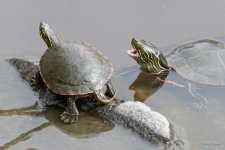 Turtle-401.jpg