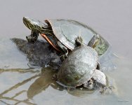 Turtle-402.jpg
