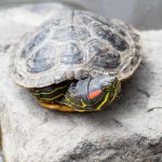 Turtle-403.jpg