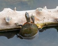 Turtle-405.jpg