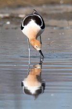 Avocet-410.jpg