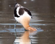 Avocet-411.jpg