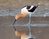 Avocet-412.jpg