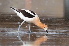 Avocet-413.jpg