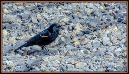 710_1180-Edit.jpg