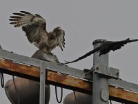 Hawk2.jpg