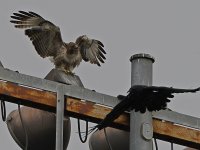 Hawk3.jpg