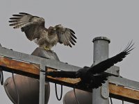 Hawk4.jpg