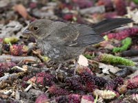 Towhee2.jpg