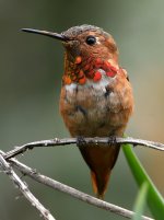 Hummer12.jpg