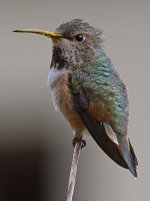 Hummer18.jpg