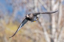 Gadwall-426.jpg