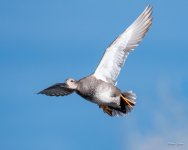 Gadwall-427.jpg