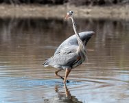 GBH-440.jpg