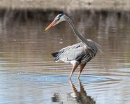 GBH-441.jpg