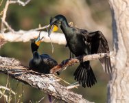CormorantNestBuild-400.jpg