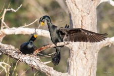 CormorantNestBuild-401.jpg