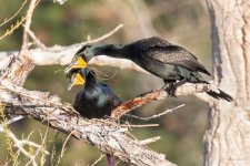 CormorantNestBuild-402.jpg