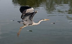 p1000944_27488476550_o.jpg