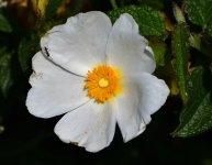 _ROY1585_00001.jpg