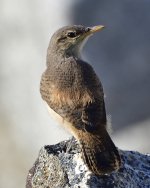 _ROY1597_00001.jpg
