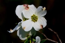 2013-04-22 Dogwood-1.jpg